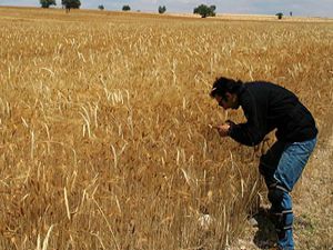 Konya Ovasında korkutan hastalık