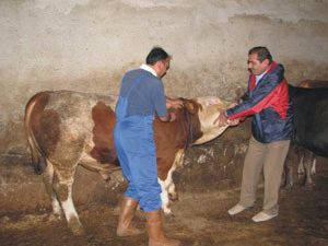 Ereğlide şap aşısı kampanyası