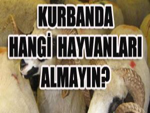 Bu hayvanları sakın alamayın!