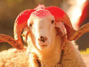 Kurban Bayramınız kutlu olsun