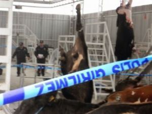 Kestiği Hayvan Üzerine Düşünce Öldü