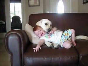 Bebekle Köpeğin İnanılmaz aşkı