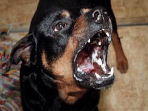 Köpekler Çocuğa Saldırdı