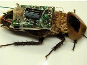 Afetzedeleri kameralı böcekler kurtaracak