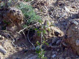 Konyada yeşil alan miktarı artıyor