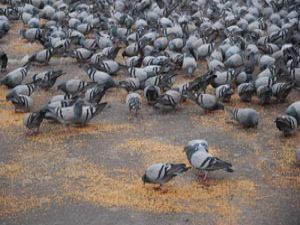 Büyükşehir kuşları yalnız bırakmadı
