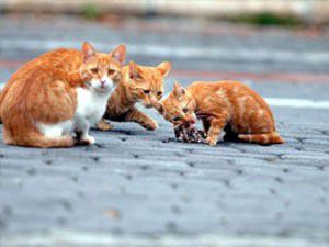 Kedi ve köpekler kayıt altına alınacak