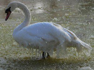 Kuğu hareketsiz kaldı
