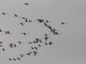 Yaşam alanları dondu, İvriz Barajına akın ettiler