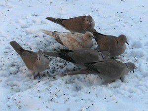 Doğaya yem ve yiyecek bırakıldı