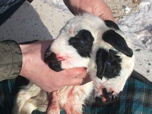 Kuzu görenleri hayrete düşürüyor