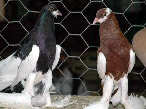 Bu güvercinler araba değerinde