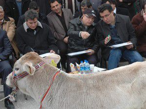 Buzağılar yarıştı