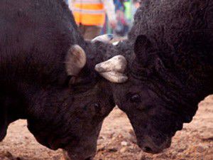 Boğalar, katili oldular