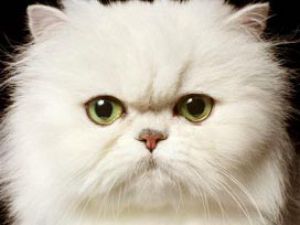 Aslında kediler insanları yönetiyor