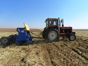 Anıza ekim yaygınlaşıyor