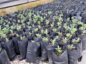 Meram Belediyesi fidan ve bitkileri kendi üretiyor