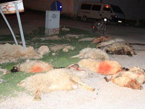 Otomobil koyun sürüsüne daldı