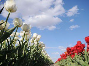 Zerafet ve güzelliğiyle Türk lalesi