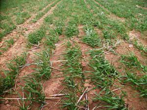 Şiddetli rüzgar tarım alanlarını olumsuz etkiledi