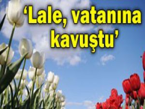 Akyürek: Lale, vatanına kavuştu