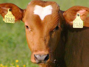 Küpesiz büyükbaş hayvan kalmayacak