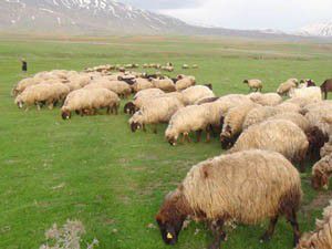 2 bin 500 lira maaşla çalışacak çoban bulamıyorlar