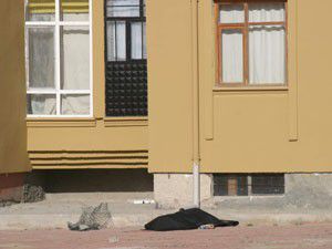 Evin penceresinden düşen yaşlı adam öldü