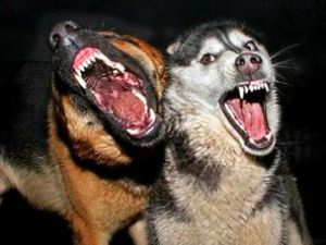 Adıyamanda kuduz karantinası başlatıldı