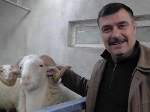 Yeni koyun ırkı geliştirme seferberliği