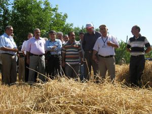 Çiftçilere, anıza direk ekim yöntemi anlatıldı