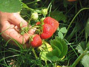 Çilek üreticisinin yaban domuzu korkusu