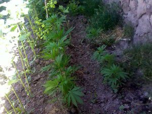 500 kök Hint keneviri ele geçirildi!