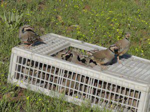 Kene ve süneyi keklikler yiyecek