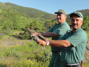 Keklikler kene ve süne mücadelesi veriyor