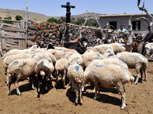 Koyun ağıllarında korkuluktan güvenlik