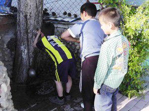 Çam ağacından susuzluk gideriyorlar