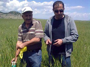 Seydişehirde süne ve kımıl ile mücadele