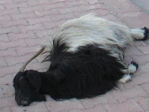 Sürücü çarptığı keçinin sahiplerince bıçaklandı