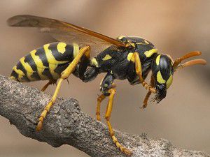 5i çocuk 6 kişi hastanelik oldu!