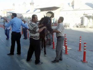 At kaçtı, sahibi kovaladı!