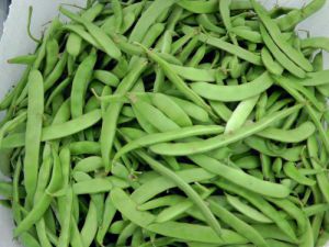 Derbentte fasulye telaşı başladı