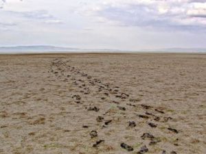 Akşehir Gölü kuruyor