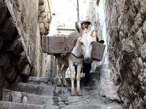 Kadrolu Eşeklere mesai düzenlemesi