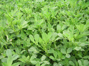 Yonca sularken kalp krizinden öldü