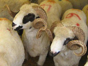 Yeterli kurbanlık var