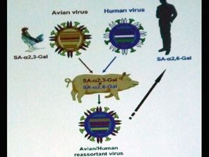 Domuz gribi ölümcül değil!