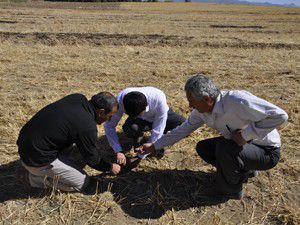 Anıza ekim artık Seydişehirde de yapılıyor