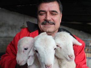 Beyşehirde kuzu cenneti