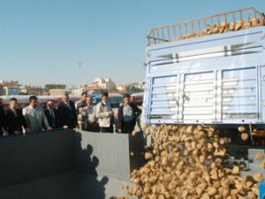 Konya ve Çumra Şeker Pancar alımına başladı